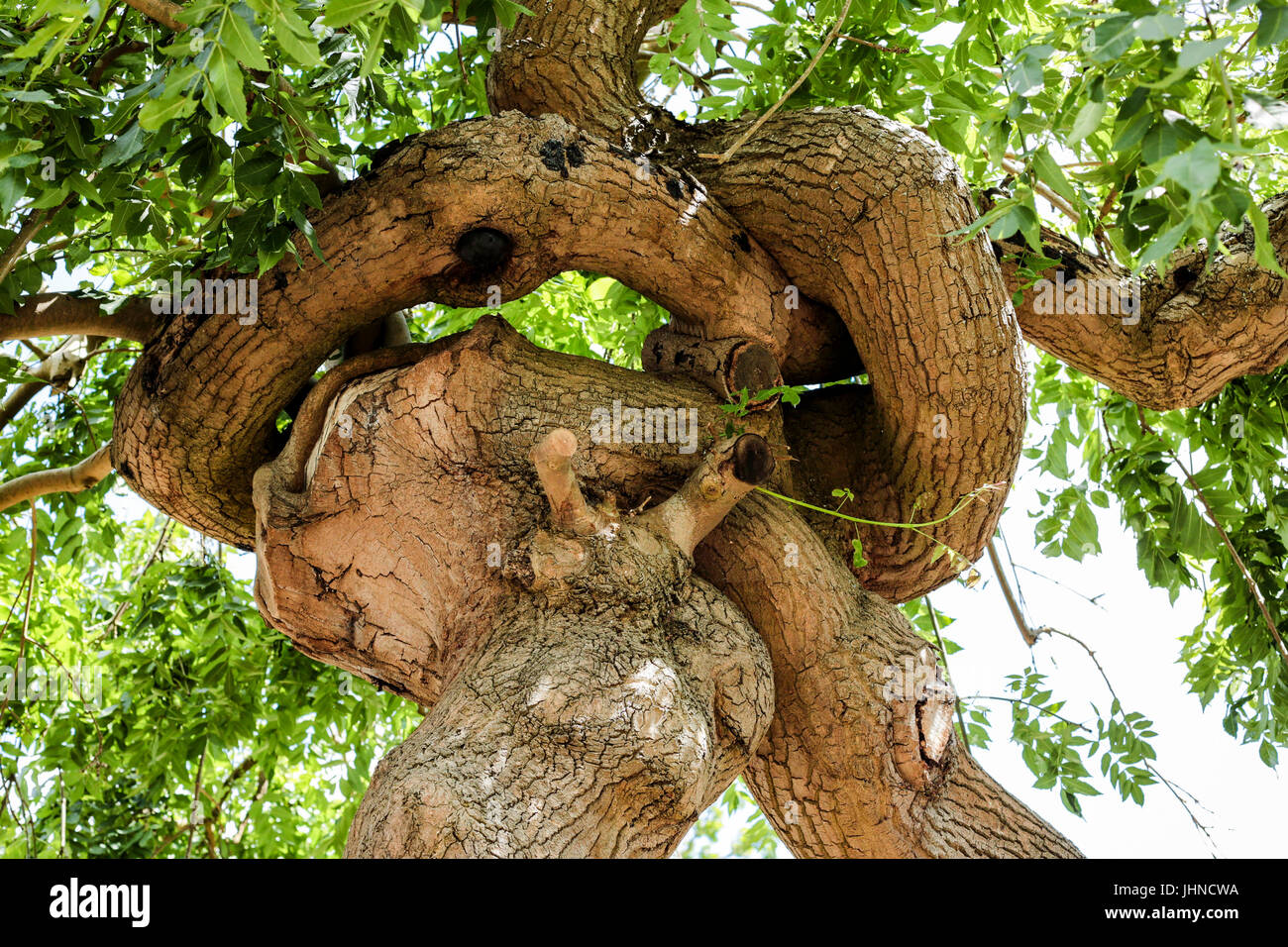 A tree which had grown into a knotted shape Stock Photo