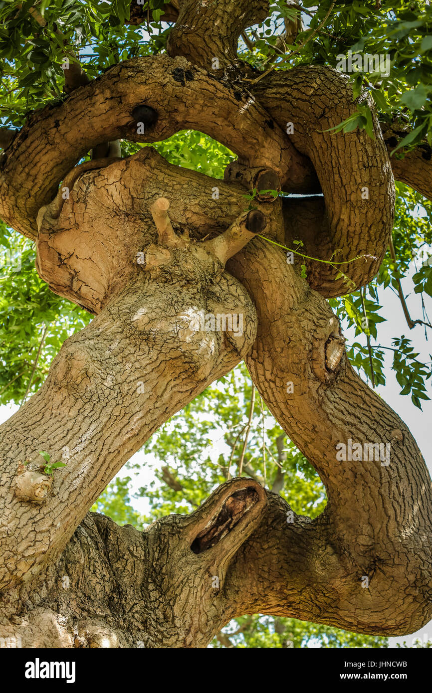 A tree which had grown into a knotted shape Stock Photo