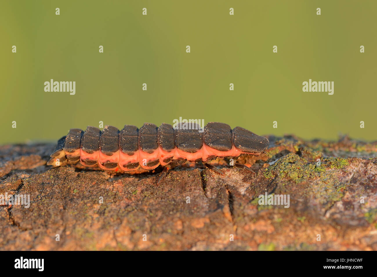 Common Glow-worm, larva, Provence, Southern France / (Lampyris noctiluca) | Grosser Leuchtkaefer, Larve / (Lampyris noctiluca) Stock Photo