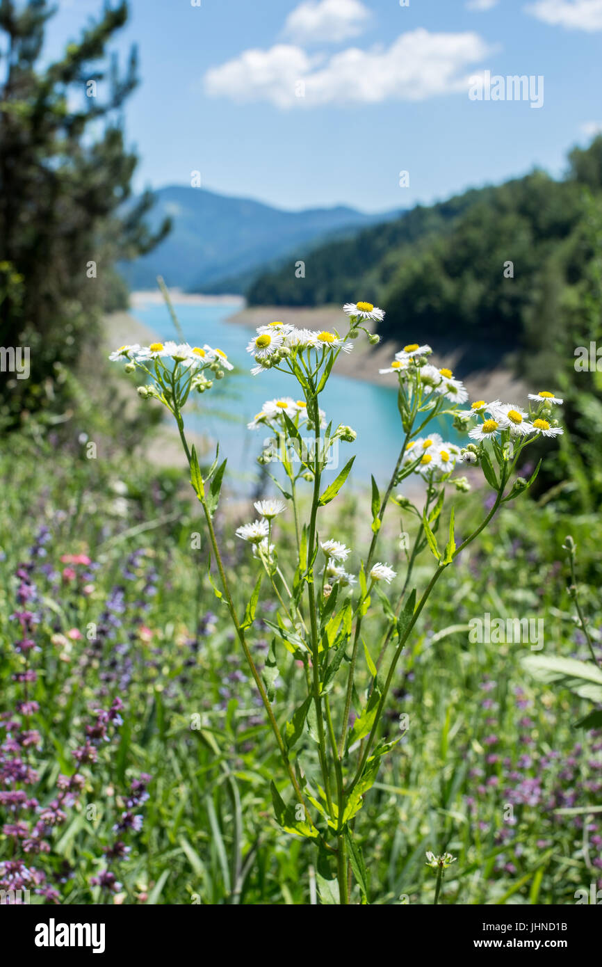 White matricaria flowers on hi-res stock photography and images - Alamy