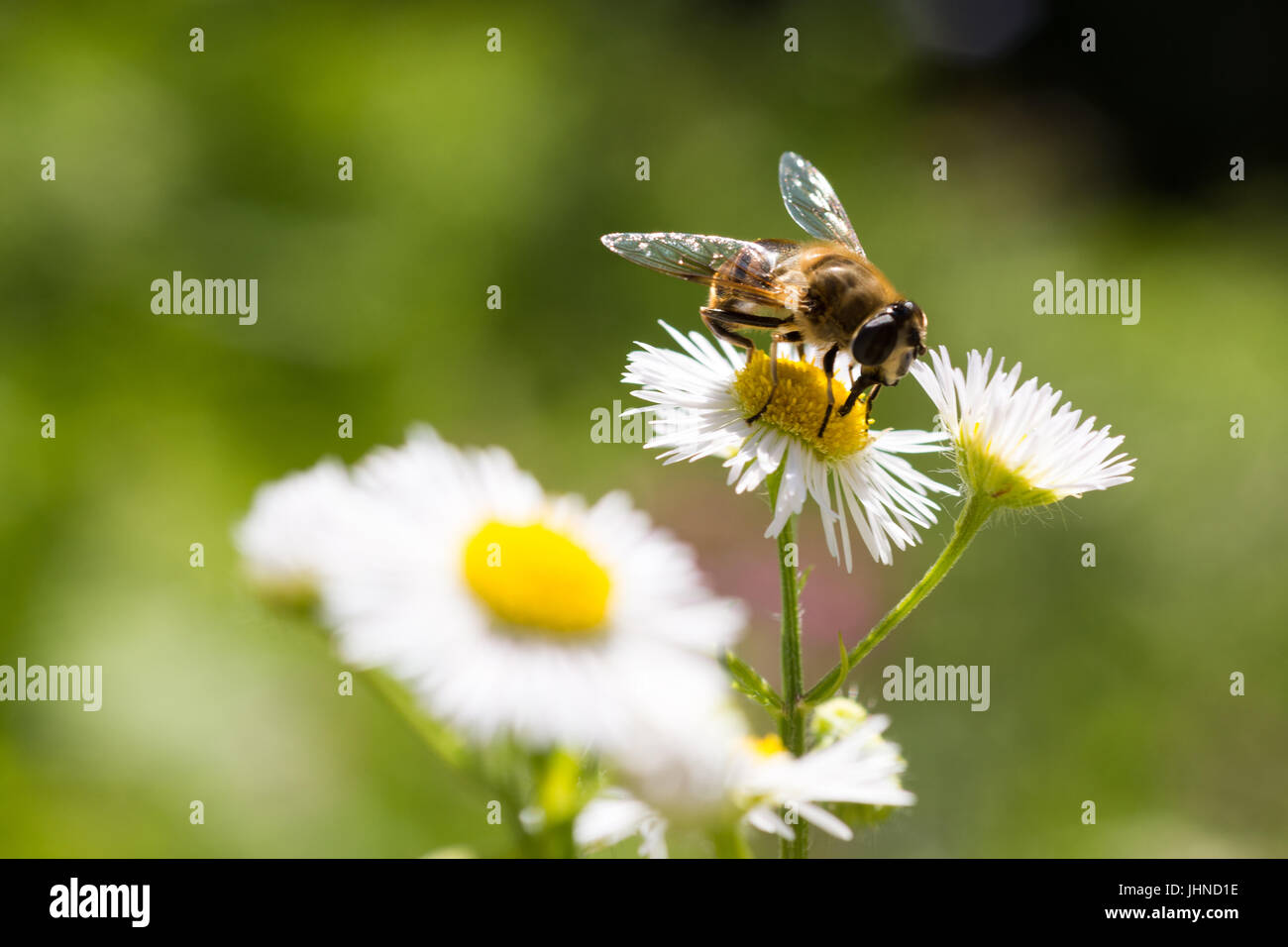 Honey bee pollen fly hi-res stock photography and images - Alamy