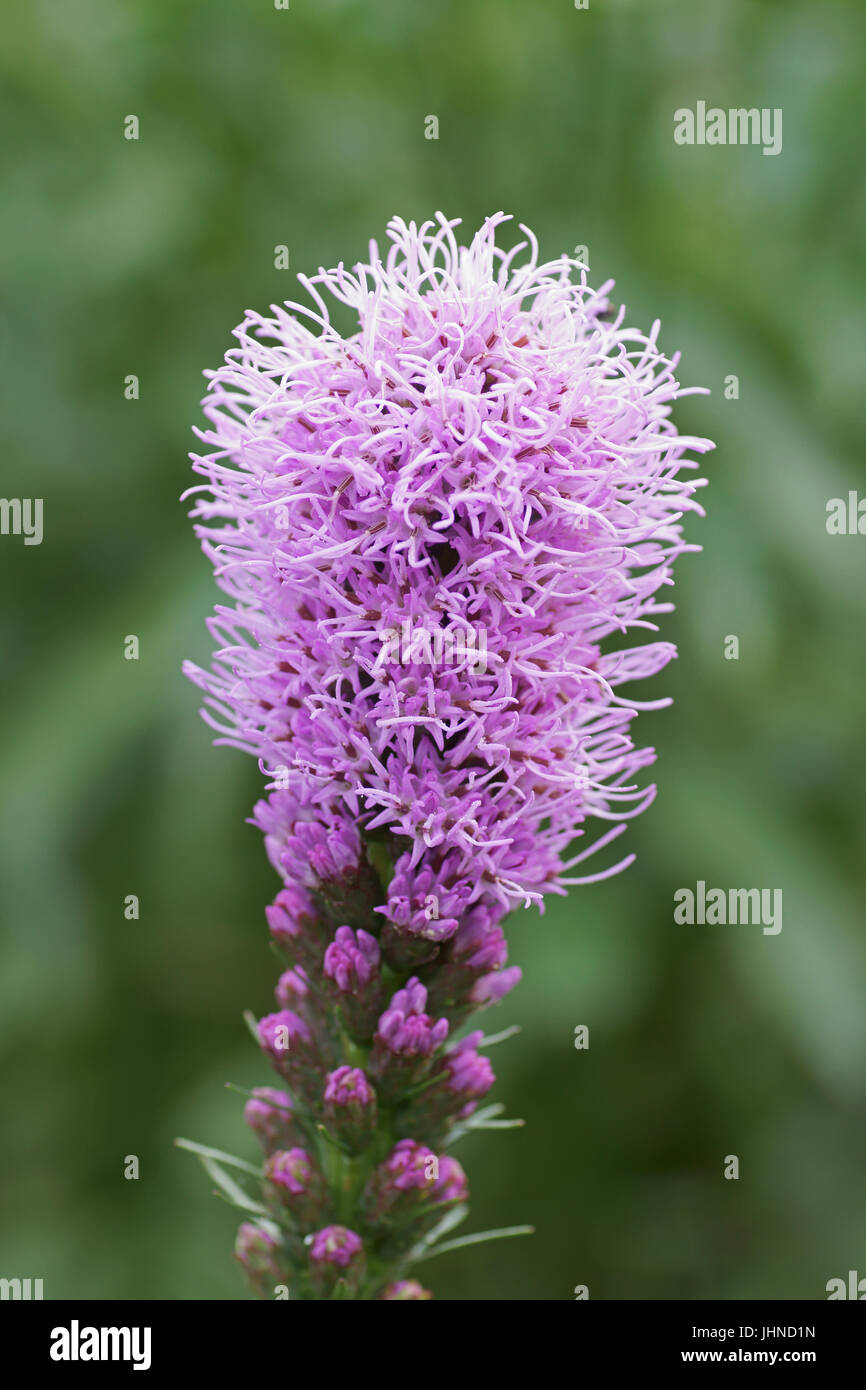 Liatris spicata 'Floristan Violet' Stock Photo