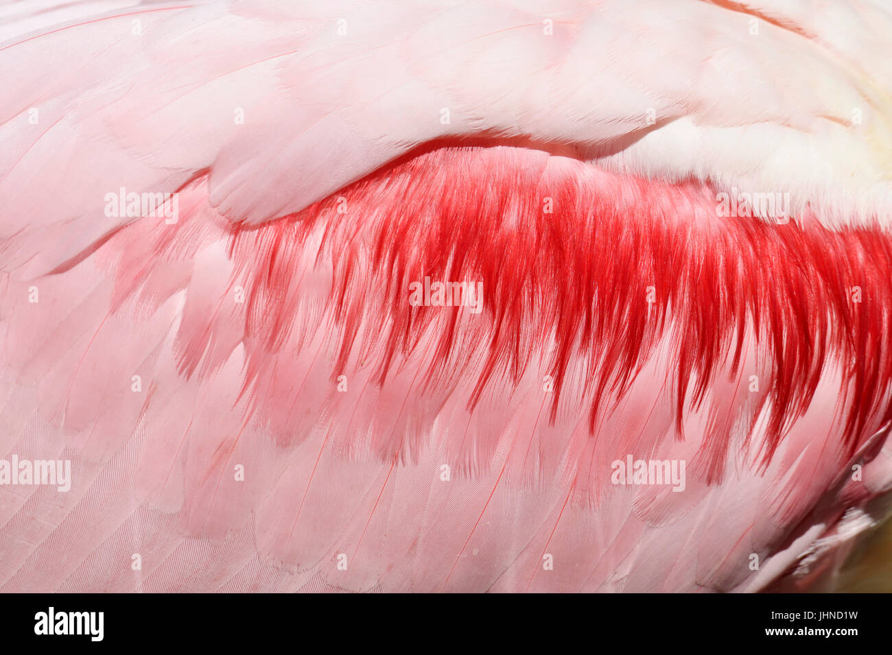 Roseate Spoonbill, plumage / (Ajaja ajaja, Ajaia ajaja, Platalea ajaja) | Rosaloeffler, Gefieder / (Ajaja ajaja, Ajaia ajaja, Platalea ajaja) Stock Photo