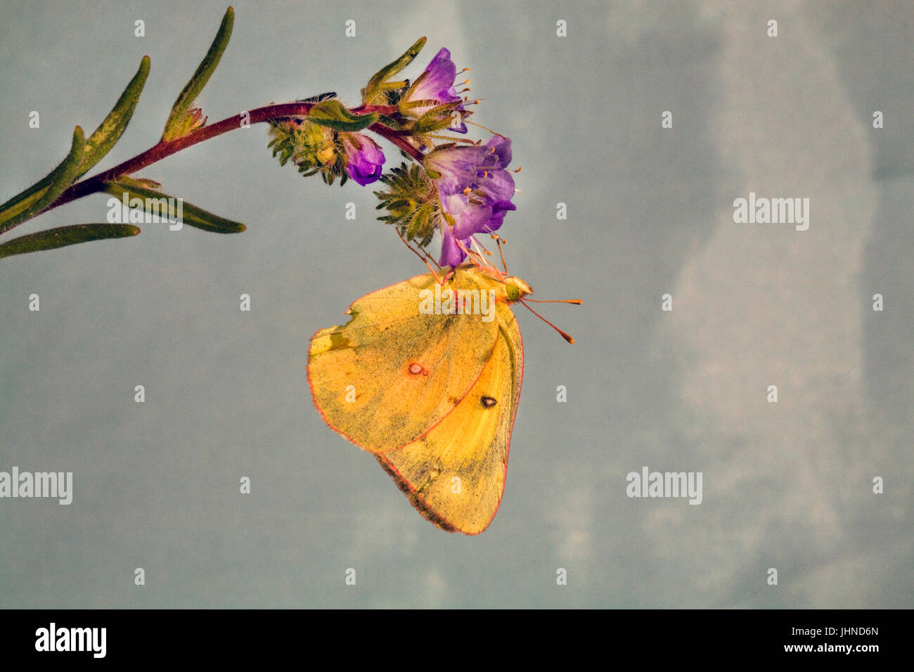 A clouded sulphur butterfly, Colias philodice eriphyle, on a wildflower. Stock Photo