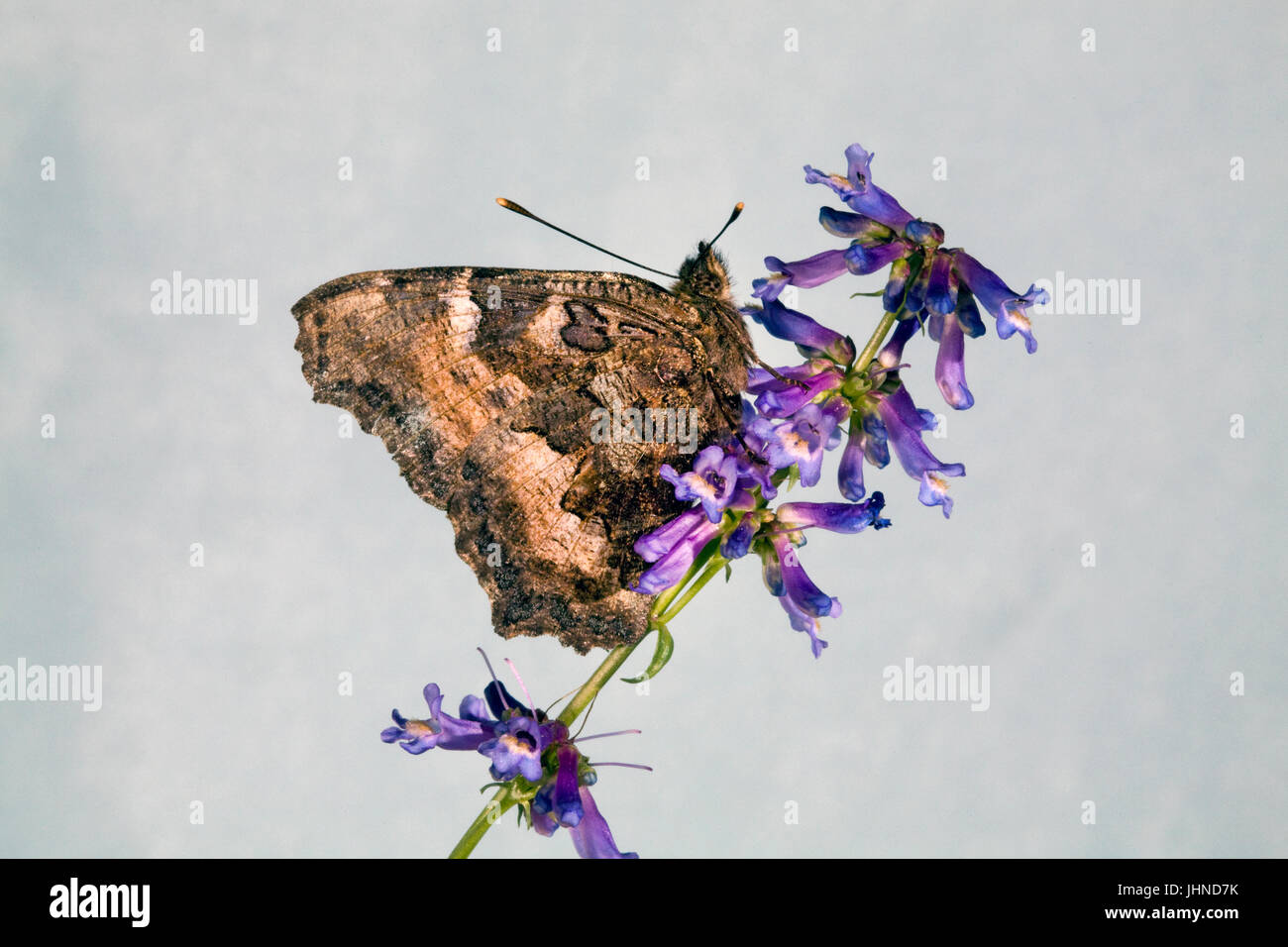 A California Tortiseshell Butterfly, also known as a Western Tortoise Shell, Nymphalis californica, searching for nectar in an Indian Paintbrush wildf Stock Photo