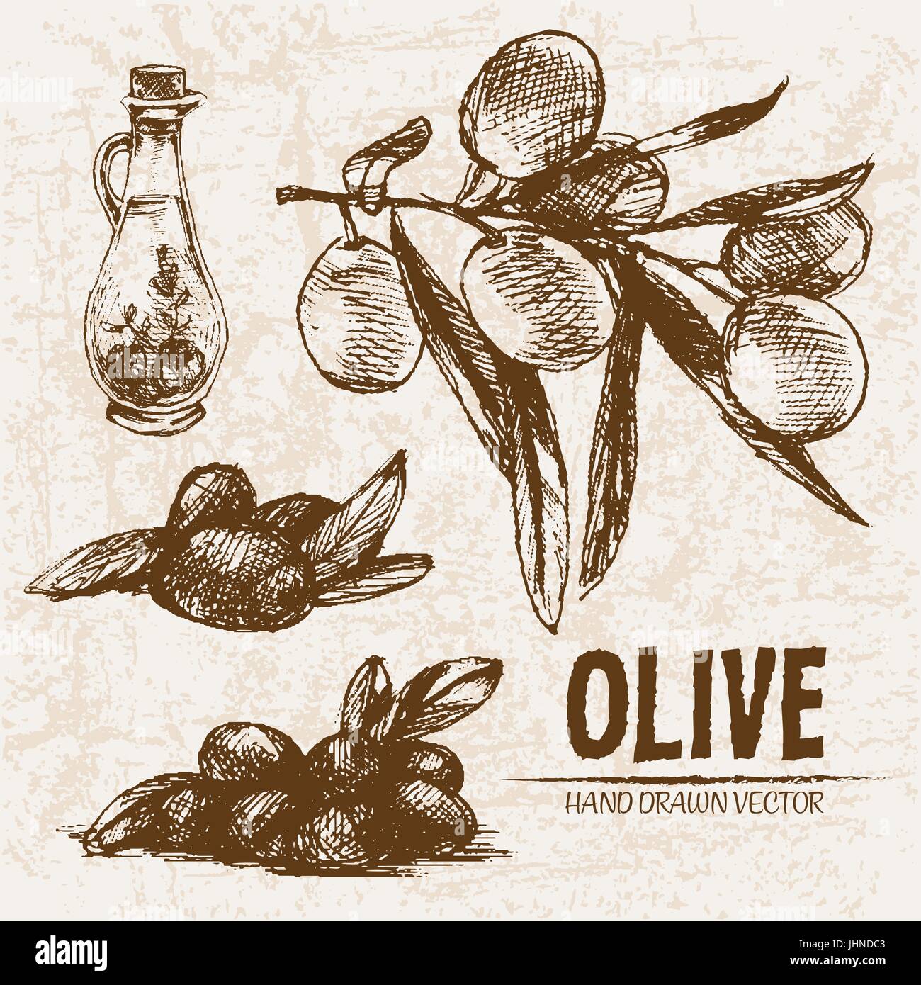 Digital vector detailed line art olive and oil hand drawn retro ...