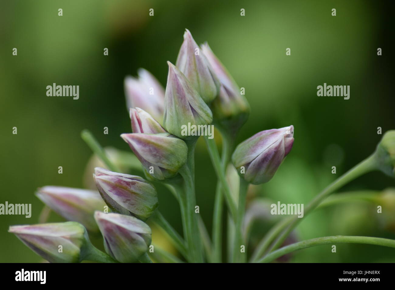 Allium flowers Stock Photo