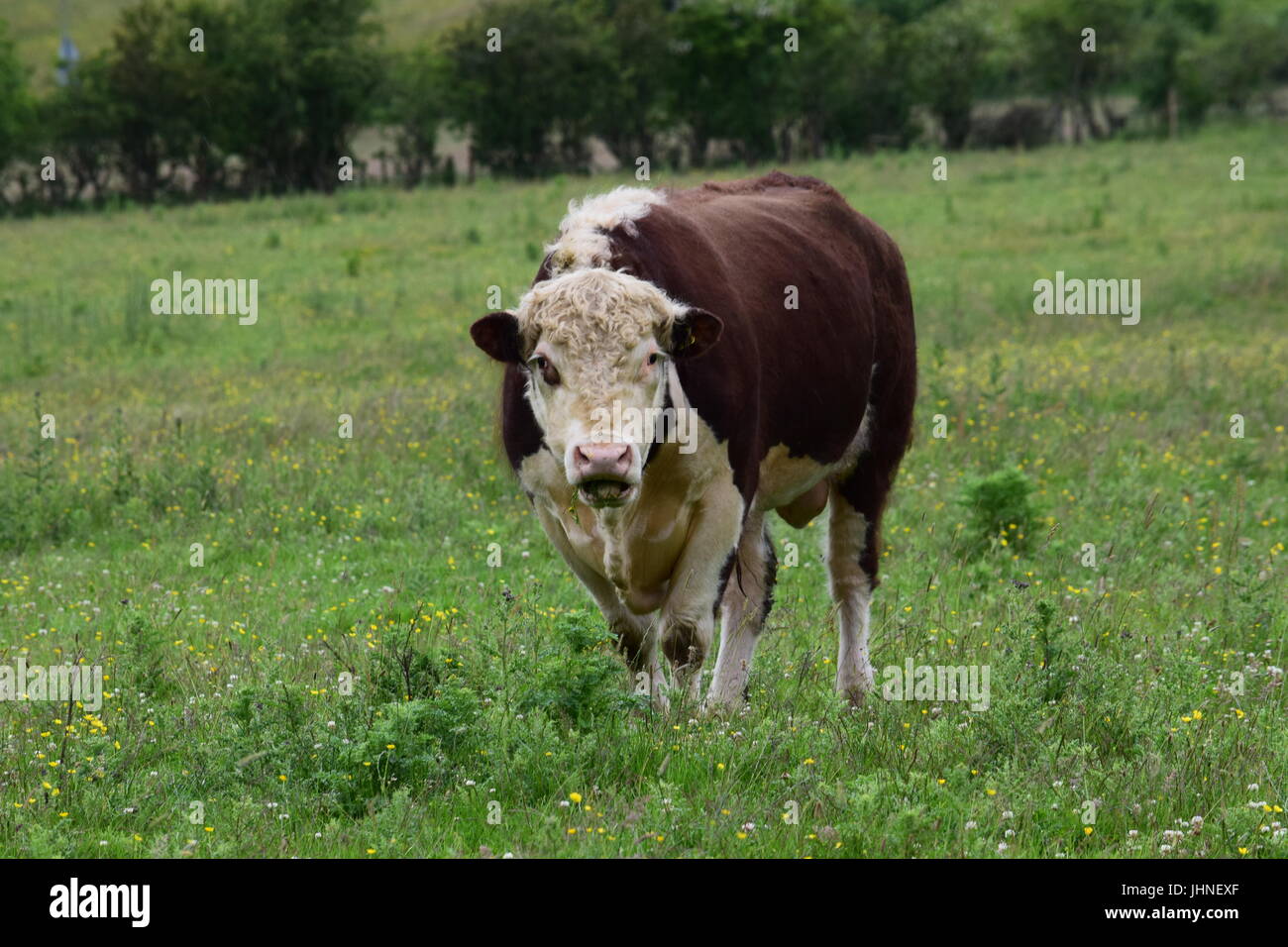 Ayrshire bull hires stock photography and images Alamy