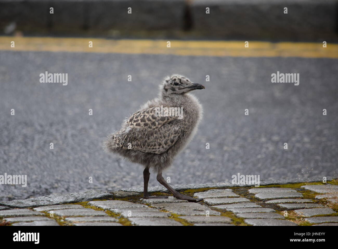 Herring gull chick Stock Photo Alamy