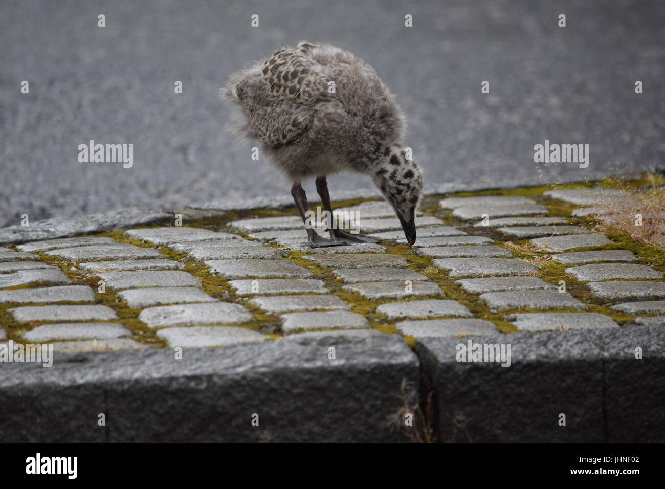 Herring gull chick Stock Photo Alamy