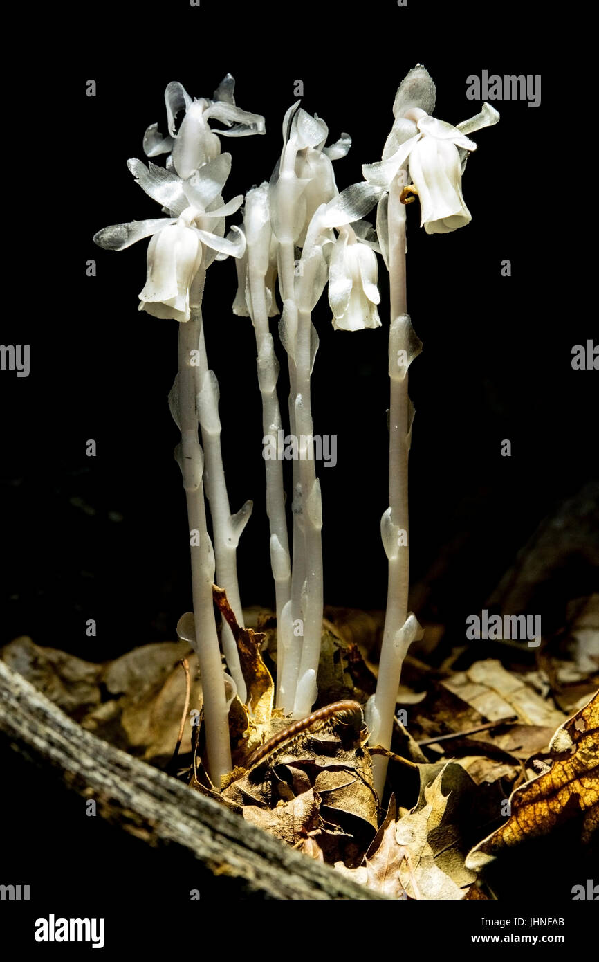Indian Pipe Plant (Monotropa uniflora) Nantahala National Forest - Canada, North Carolina, USA Stock Photo
