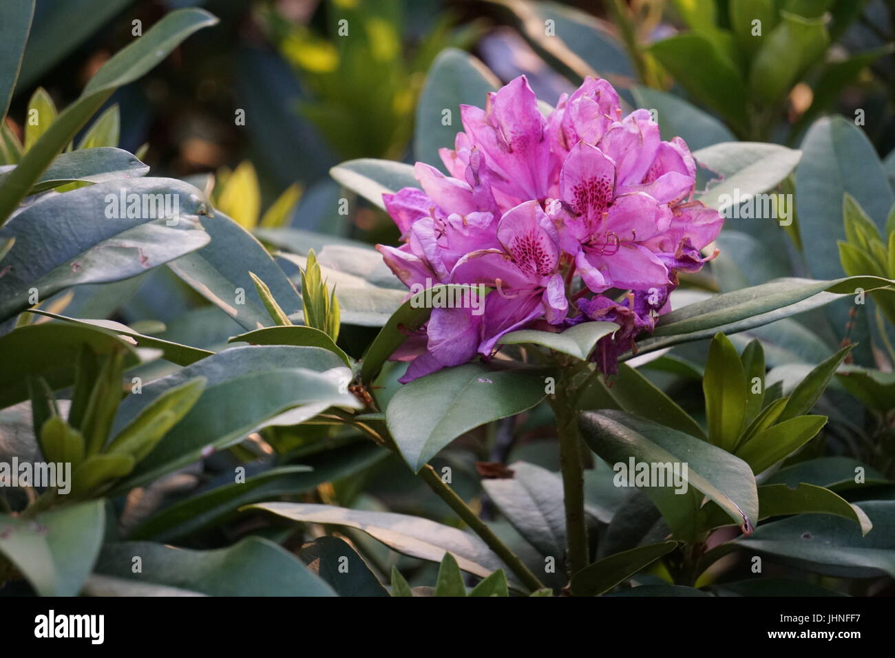 Purple rhododendron flower surrounded by leaves Stock Photo