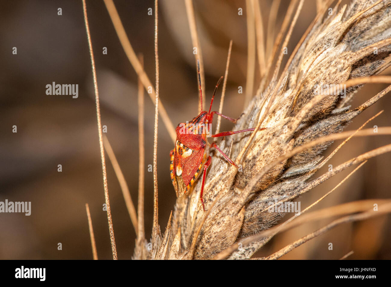 an heteropter (Carpocoris purpureipennis) on top of a cereal seed Stock Photo