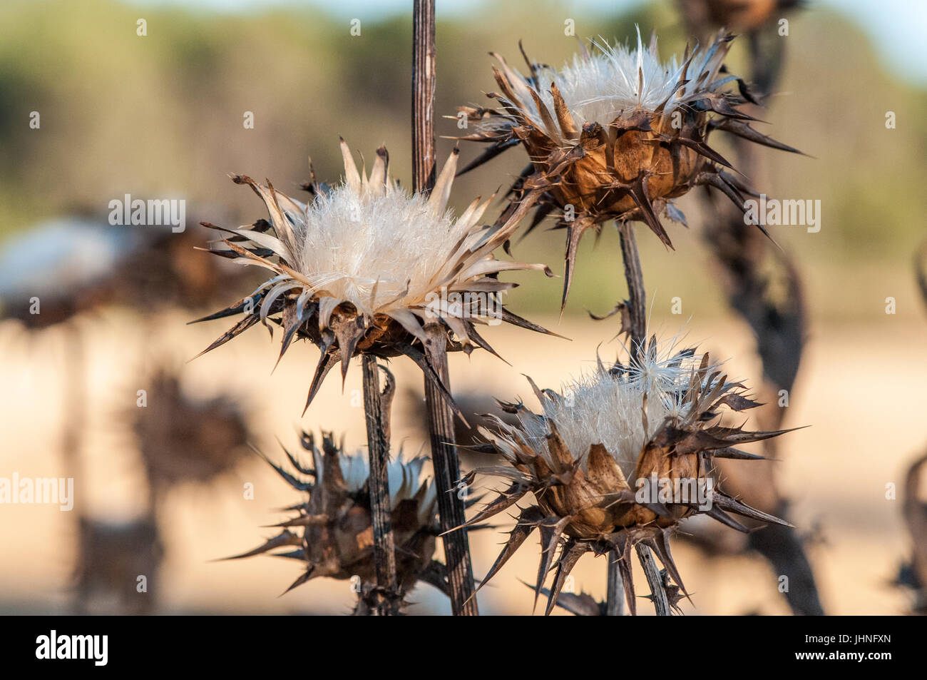 Dry thistle in foreground with blurred background in a summer day Stock Photo