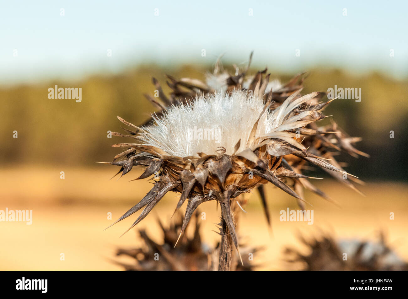 Dry thistle in foreground with blurred background in a summer day Stock Photo
