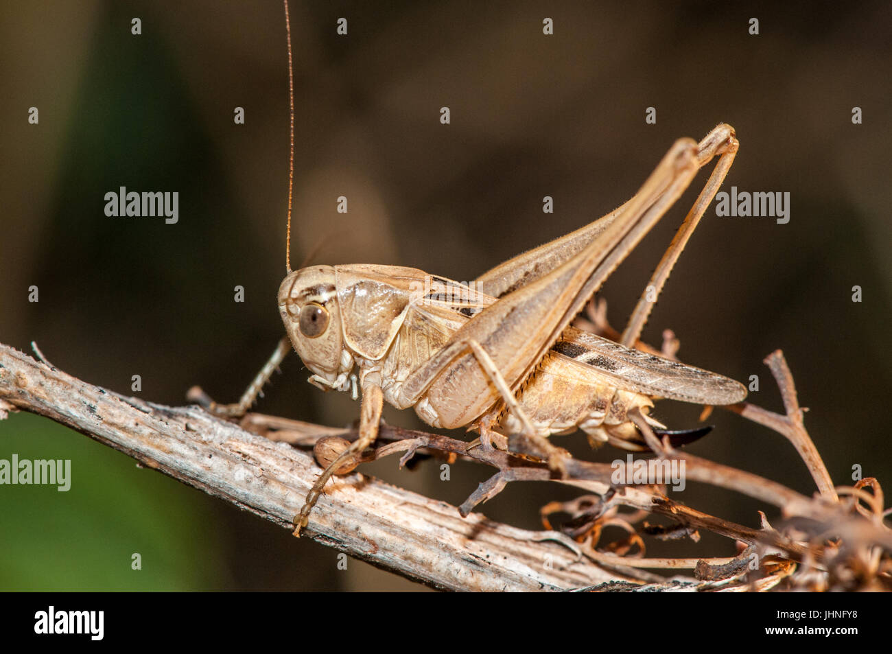 Platycleis (Tessellana) tessellata female Stock Photo