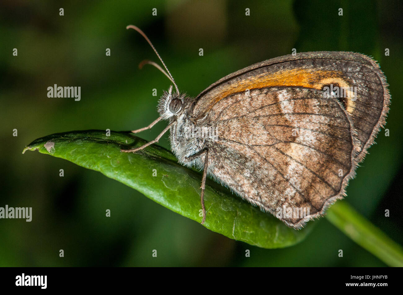 southern gatekeeper (Pyronia cecilia) on top of a green leaf Stock Photo