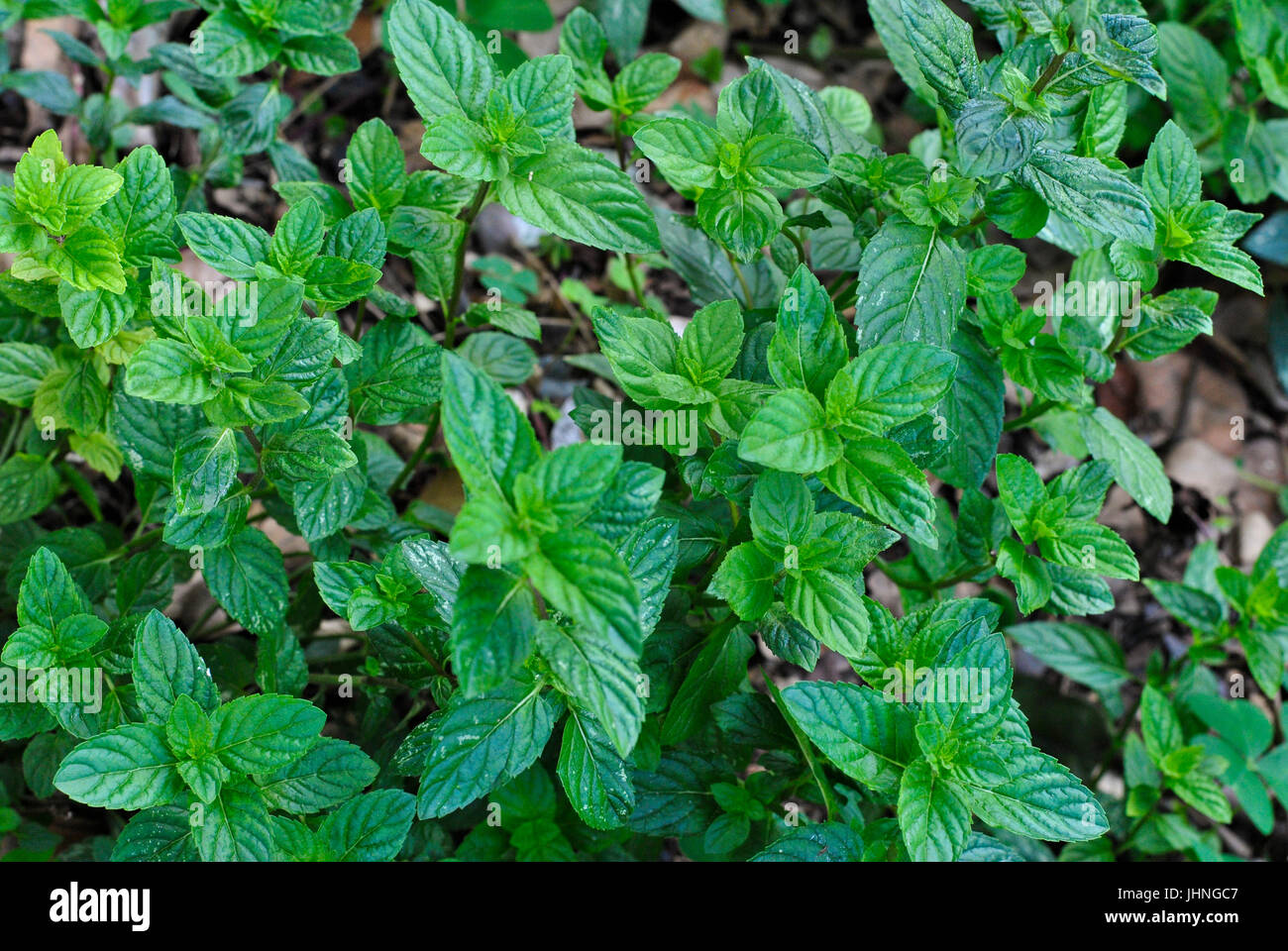 Ментоловая мята (Много фото!) - treepics.ru