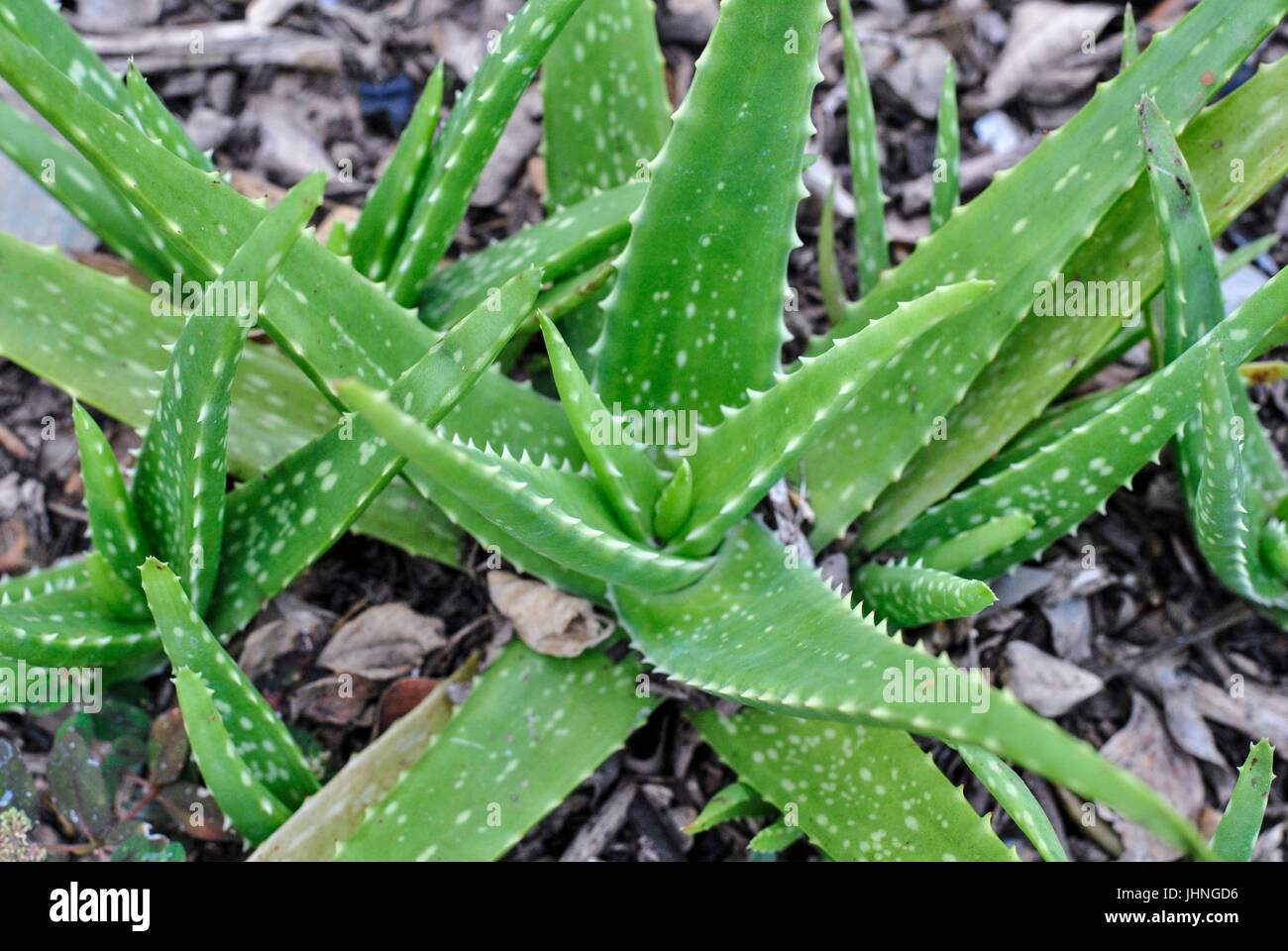 Aloe Vera Historic Park of Guayaquil, Ecuador Stock Photo - Alamy