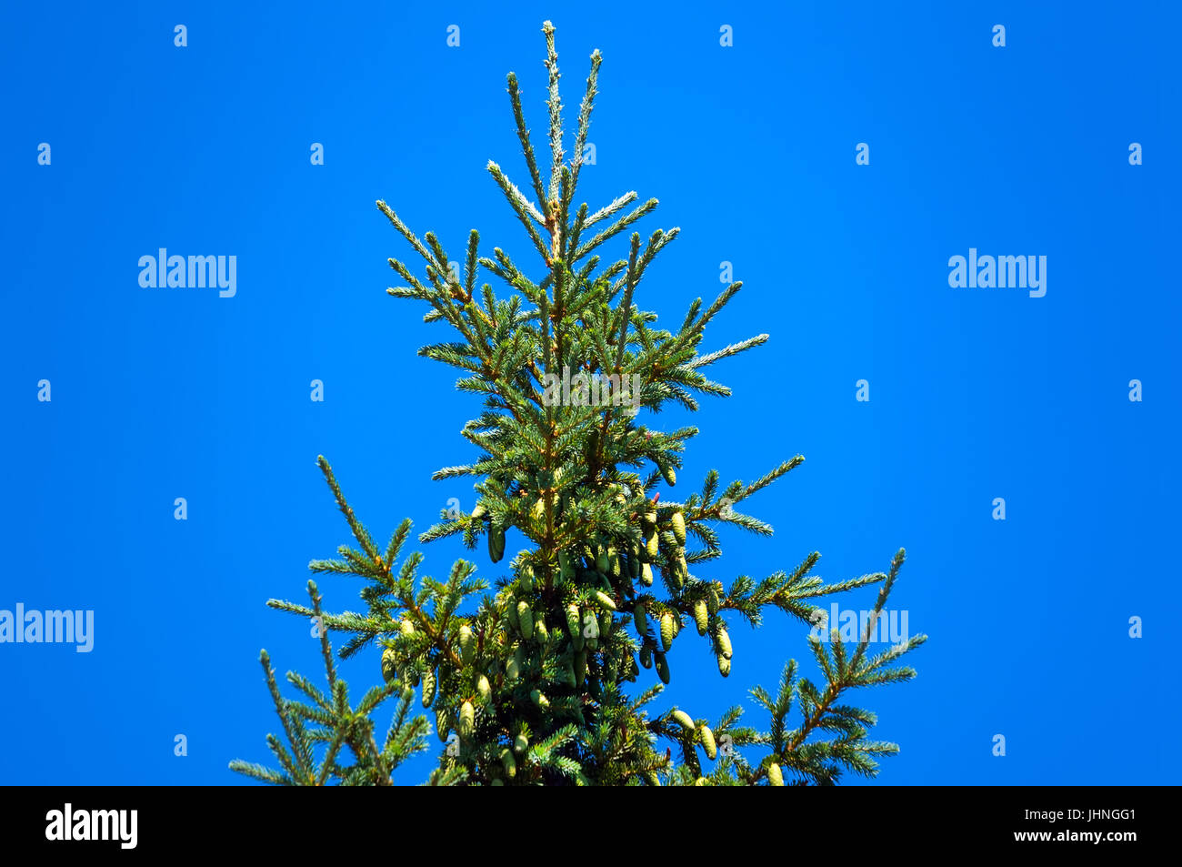 the tops of the fir trees against the blue sky Stock Photo