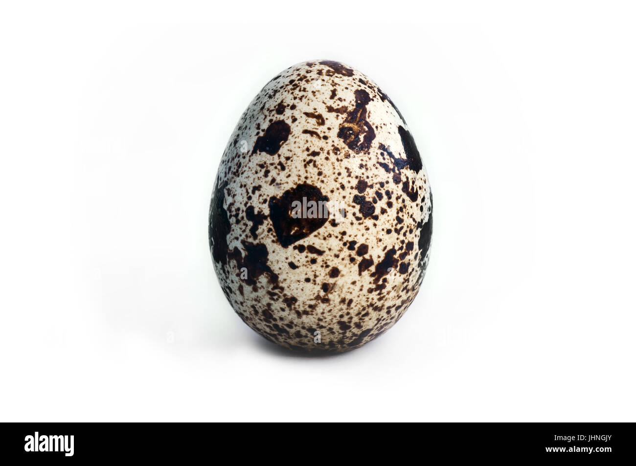 Quail egg on a white background. white egg with brown spots Stock Photo