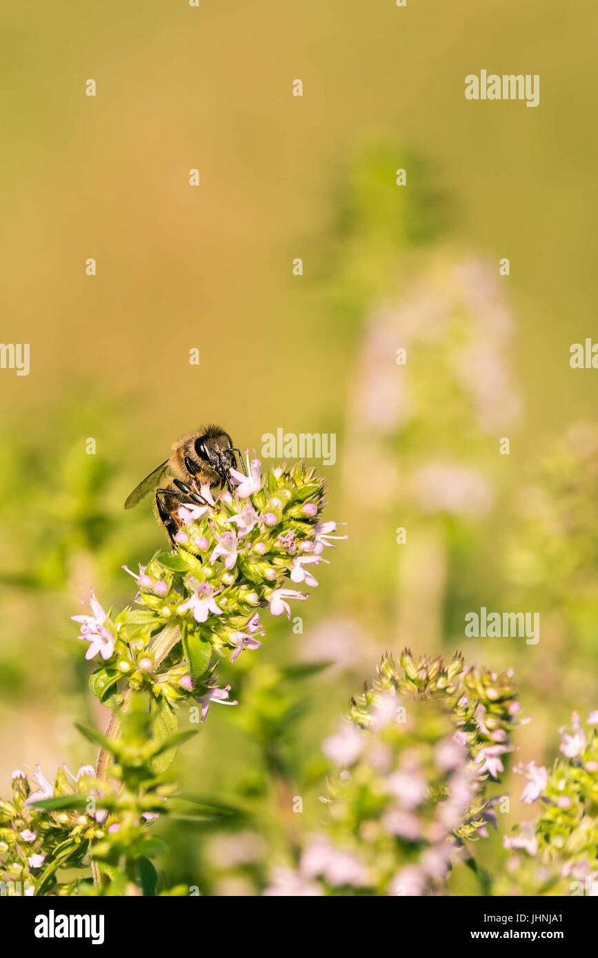 Vertical photo of single bee which is perched on flower in the garden. The insect sits on green thyme plant with nice small pink blooms. The bug colle Stock Photo