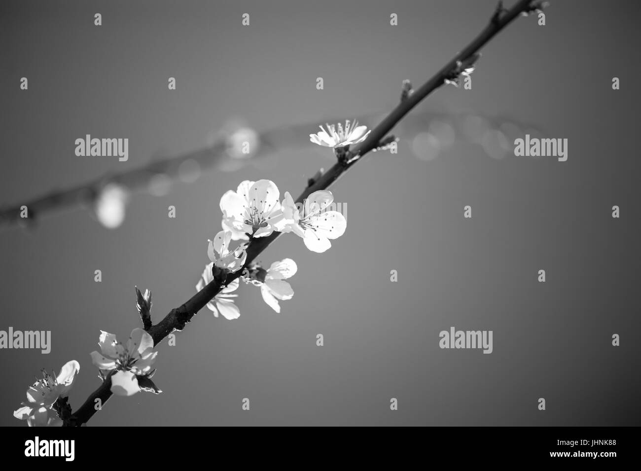 Spring Cherry blossoms in the Hunza Valley Pakistan Stock Photo