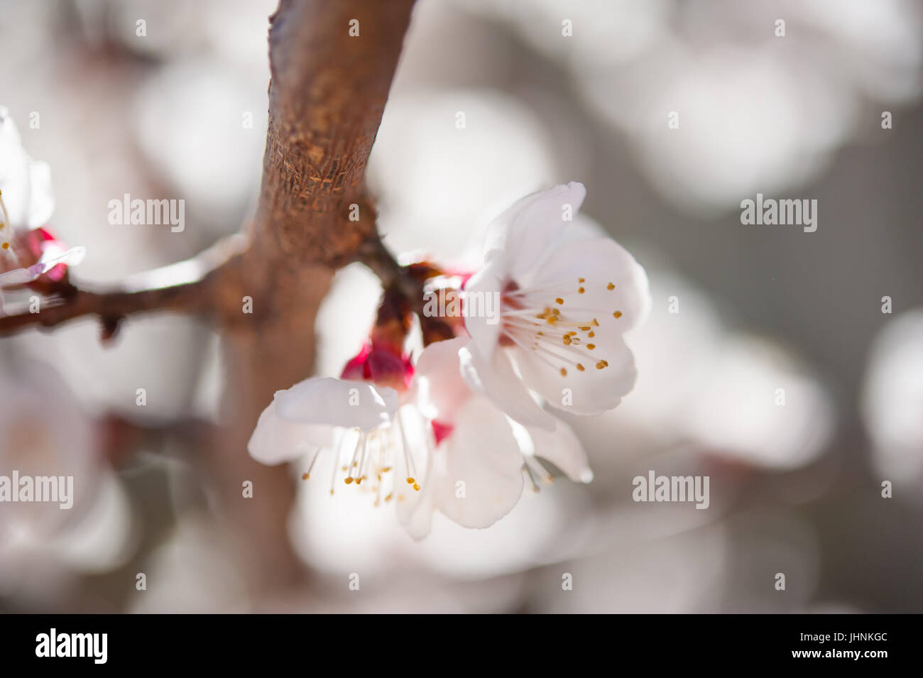 Spring Cherry blossoms in the Hunza Valley Pakistan Stock Photo