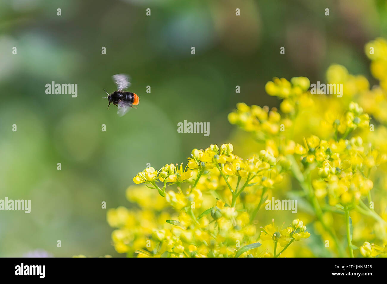 Flying insects hires stock photography and images Alamy