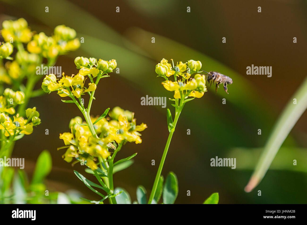 Summer flying insect insects hires stock photography and images Alamy