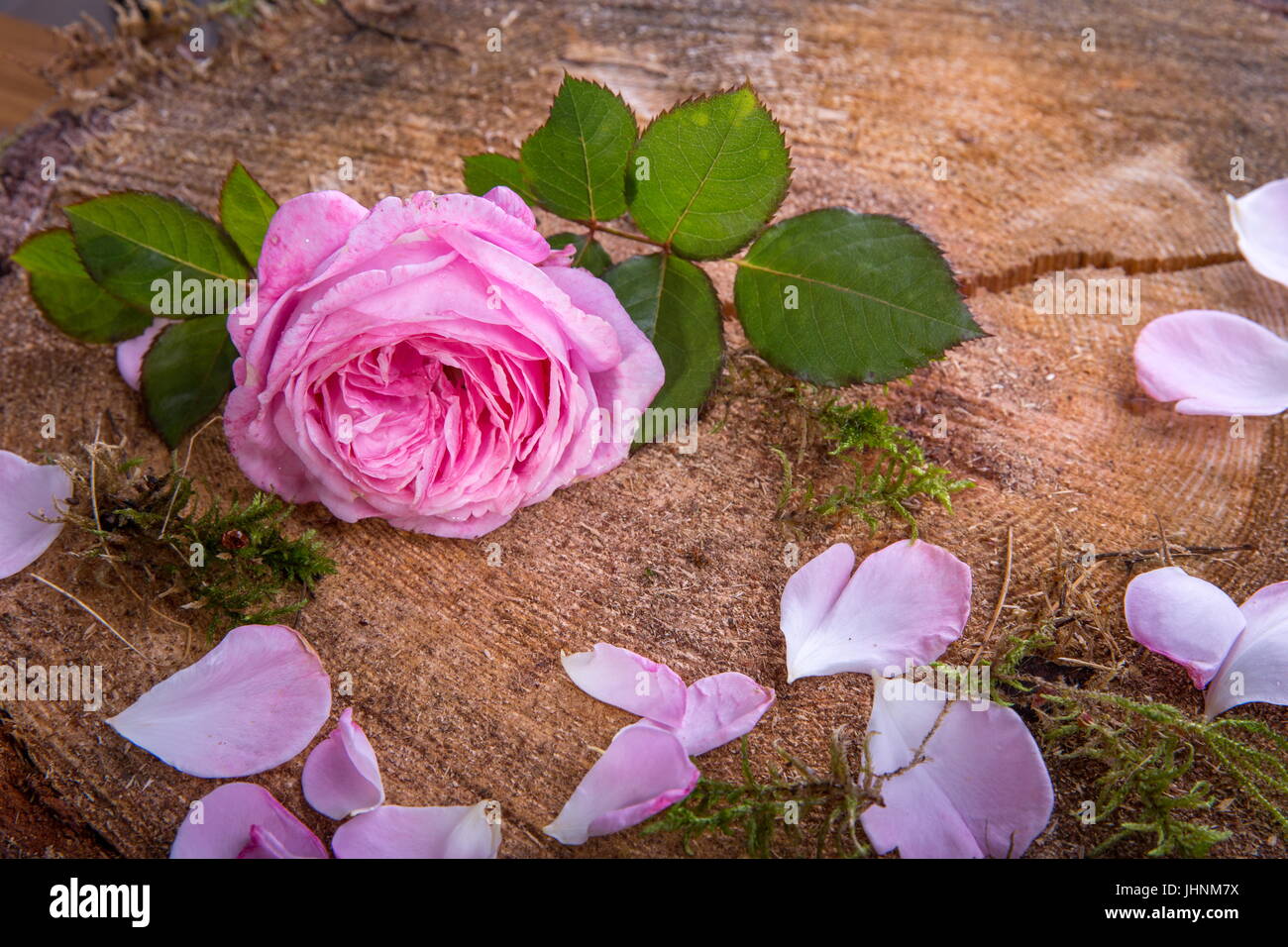 Pink english rose hi-res stock photography and images - Alamy