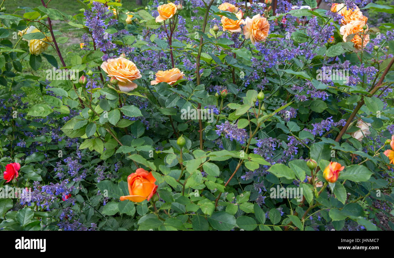 Blooming yellow orange roses in the garden on a sunny day. Charles Austin' Rose Stock Photo