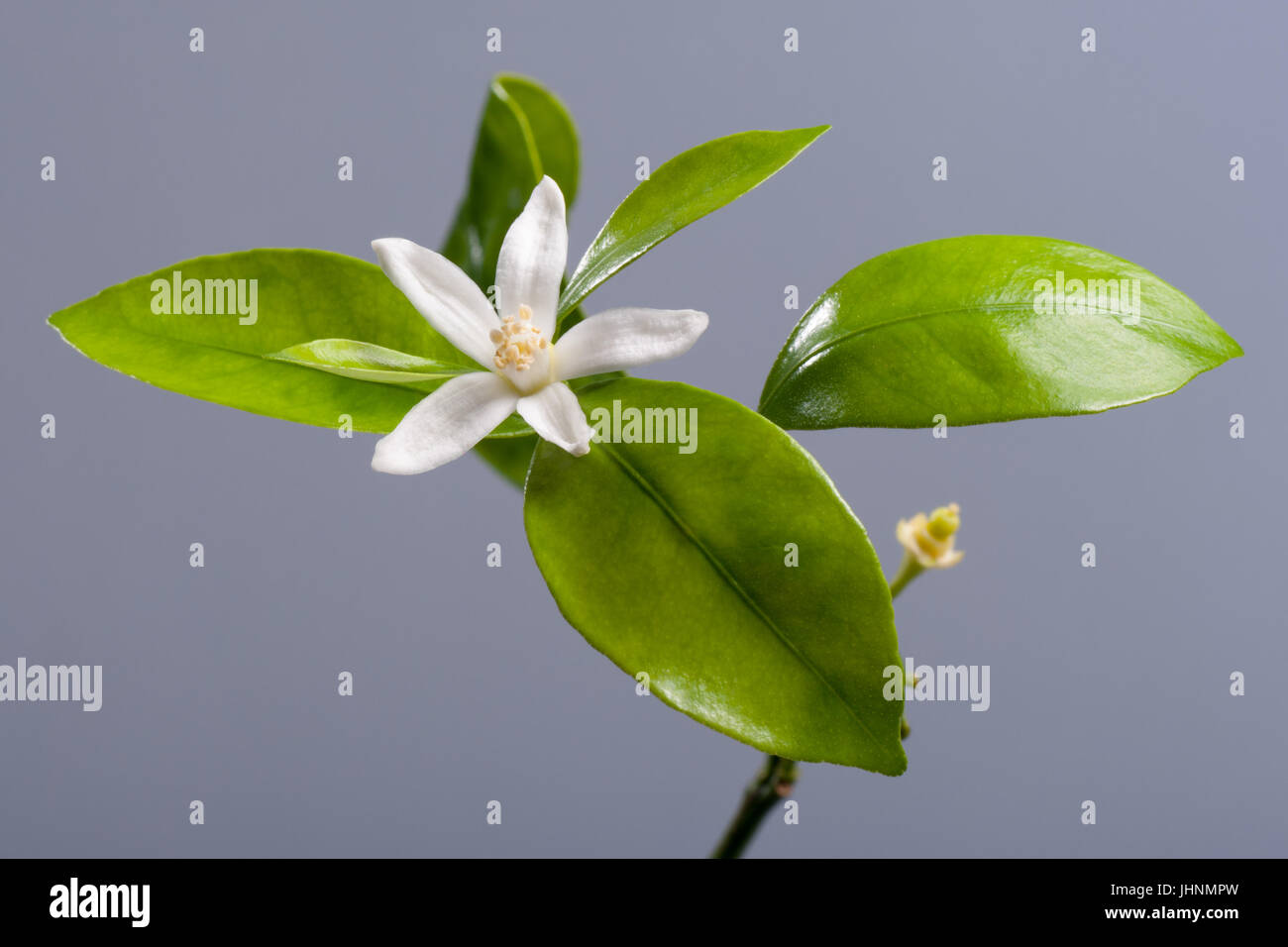 Mandarin flower hires stock photography and images Alamy