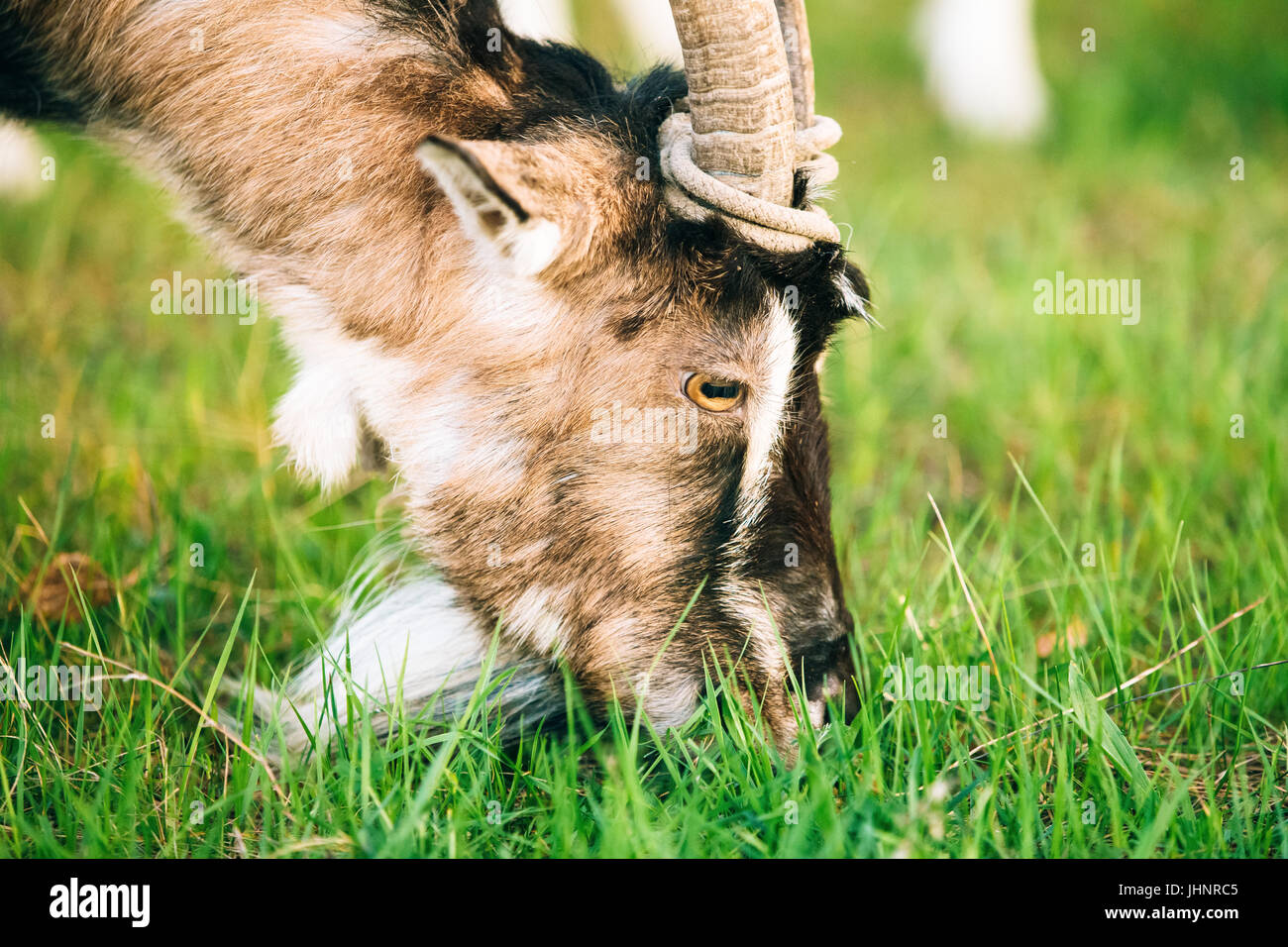 Close Up Of Goat Eating A Grass On A Green Meadow. Farm Animal. Sunny Summer Day. Stock Photo