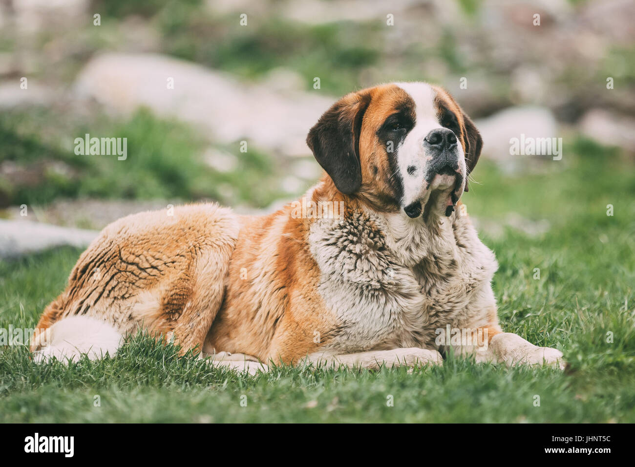 St. Bernard Or St Bernard Dog Sit Outdoor In Green Spring Meadow. The St. Bernard Or St Bernard Is A Breed Of Very Large Working Dog From The Western  Stock Photo