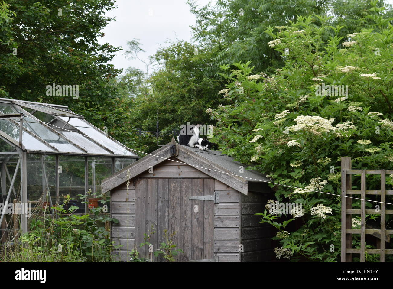 Two cats on a shed roof Stock Photo Alamy