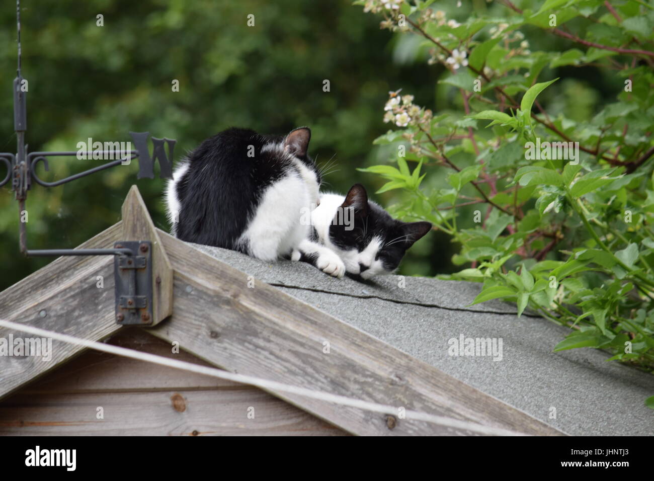 Two cats on a shed roof Stock Photo Alamy