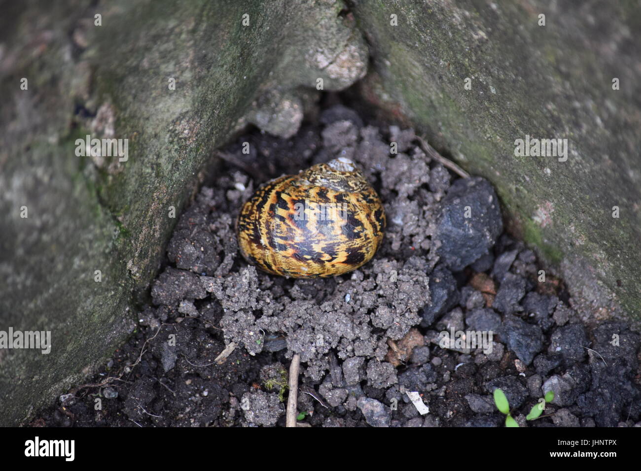 Cornu aspersum, common snail Stock Photo - Alamy