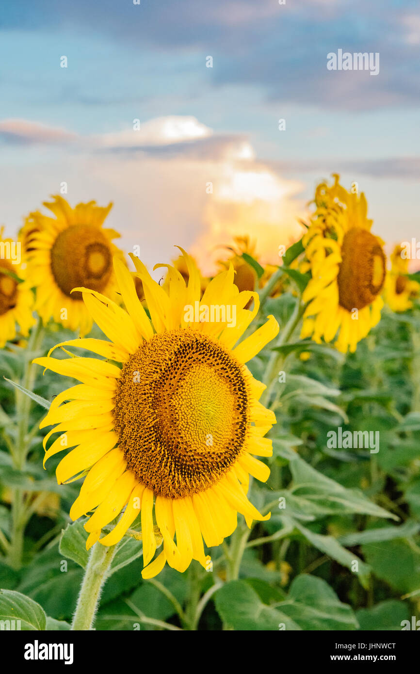 Sunflower field sunrise sunflowers hires stock photography and images
