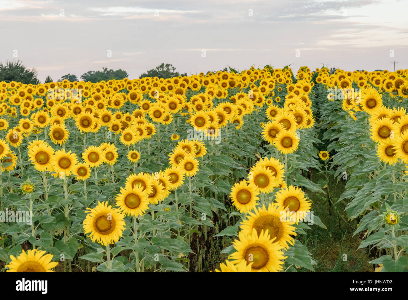Sunflower field in full bloom in central Alabama, USA. Stock Photo