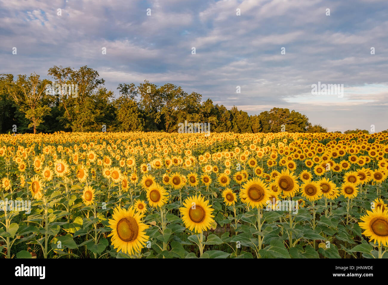 Sunflower field in full bloom in Autauga County Alabama, USA. Stock Photo