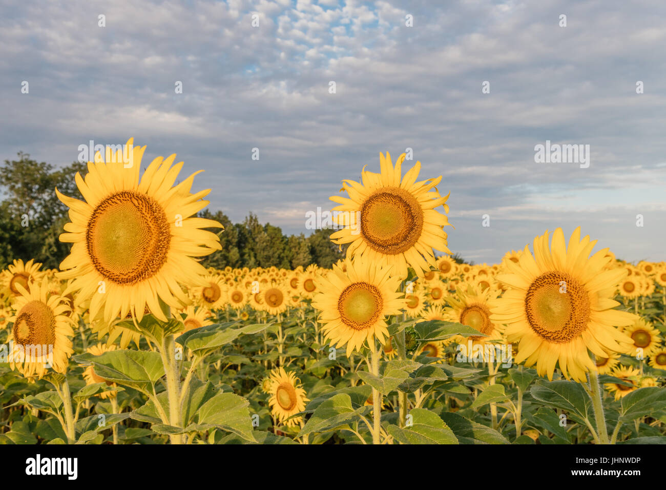 Close up of sunflower field in full bloom in central Alabama, USA. Stock Photo