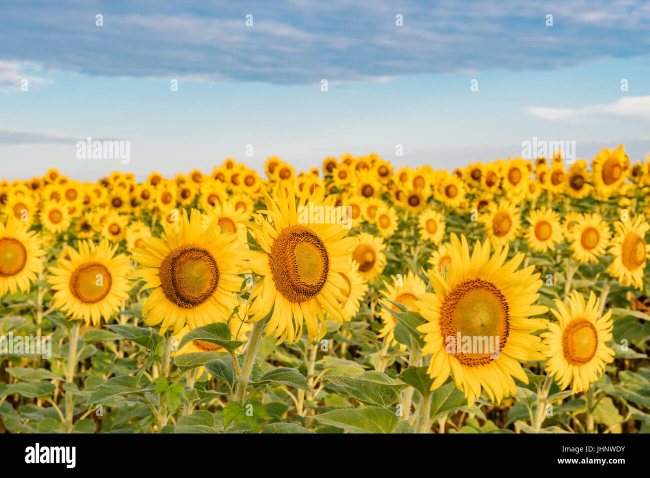 Sunflower field in full bloom in Autauga County Alabama, USA. Stock Photo