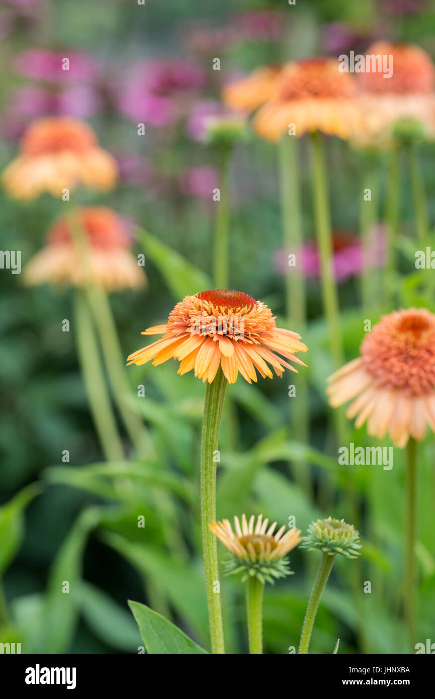 Echinacea 'Supreme Cantaloupe'. Coneflower Stock Photo - Alamy