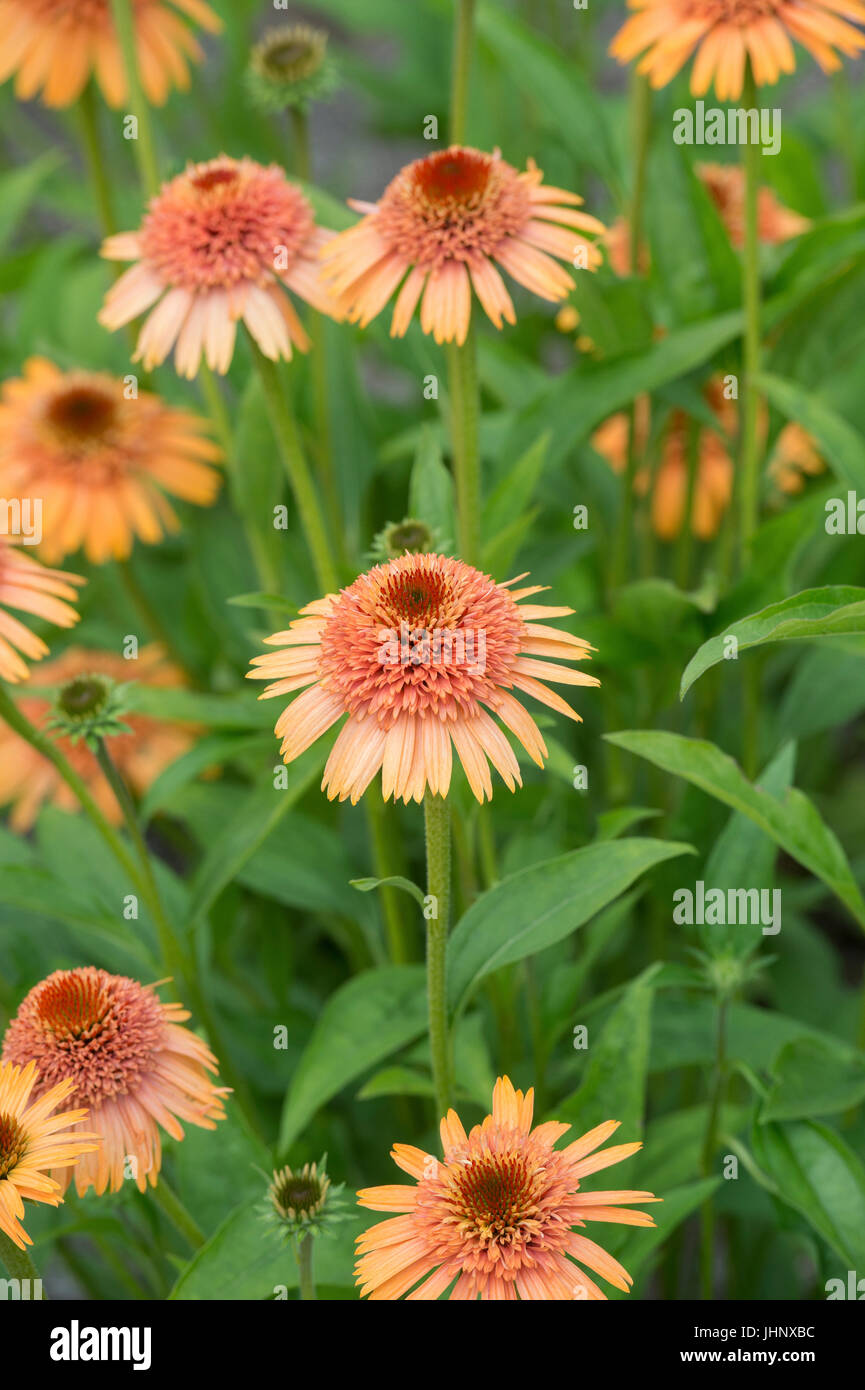 Echinacea cantaloupe hi-res stock photography and images - Alamy