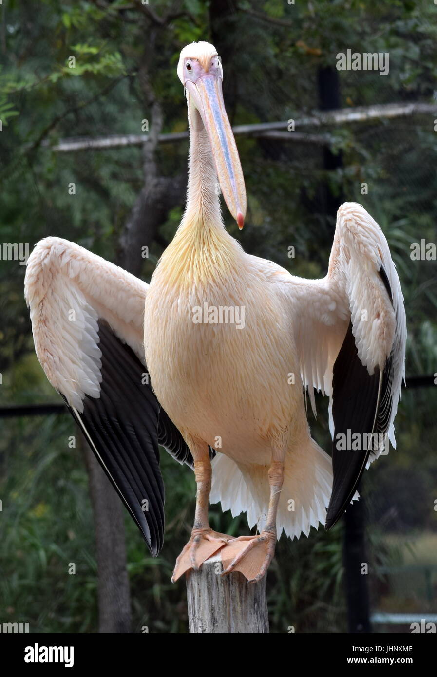 Beautiful Pelican with spread wings standing on a log Stock Photo