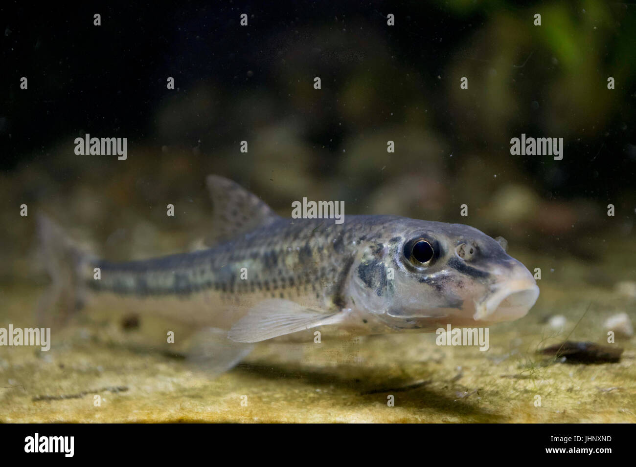 Gudgeon Stock Photo Alamy
