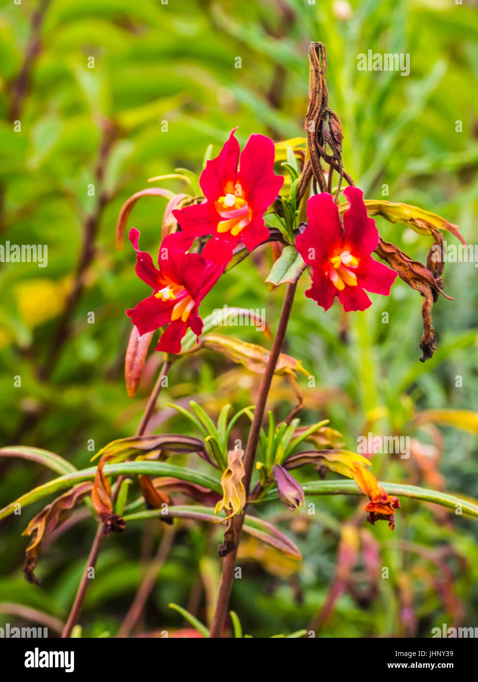san elijo lagoon wildflowers Stock Photo Alamy
