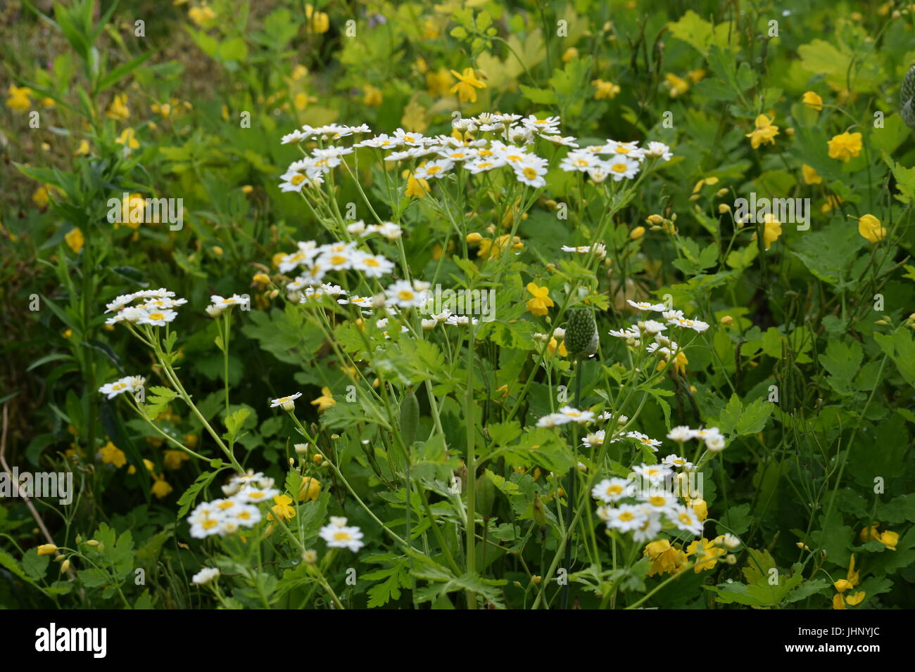 Feverfew flowers, Tanacetum parthenium Stock Photo