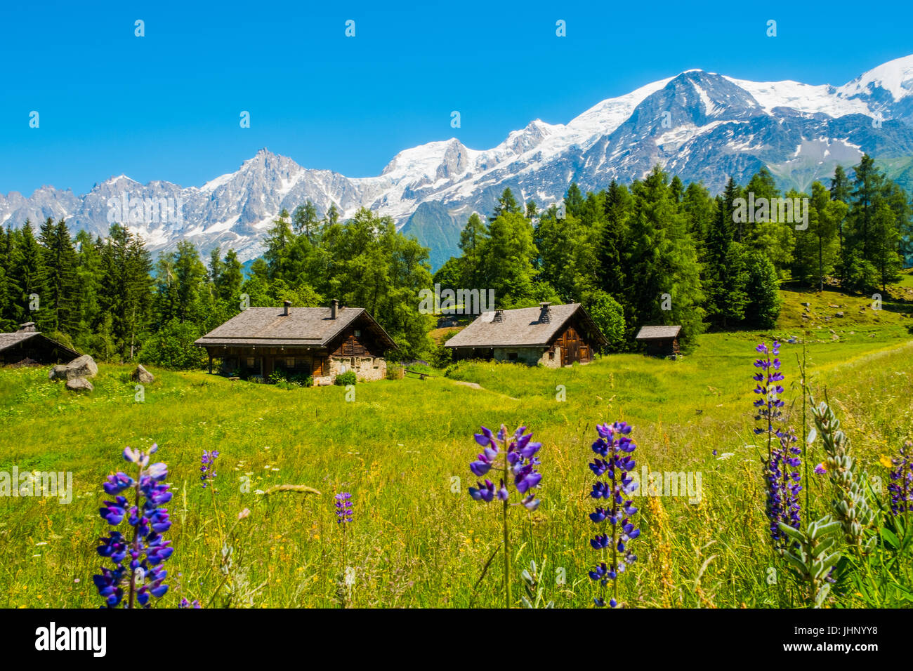 Mont blanc range spring flower hi-res stock photography and images - Alamy
